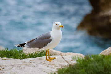 Yellow legged Seagull close-up resting on a rock. Blurry background.