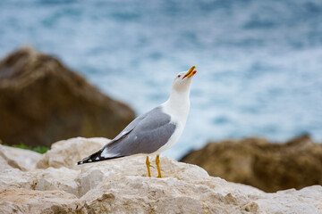 Fototapeta na wymiar Yellow legged Seagull close-up resting on a rock. Blurry background.