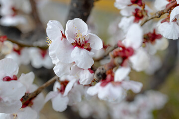Small white flowers pictures