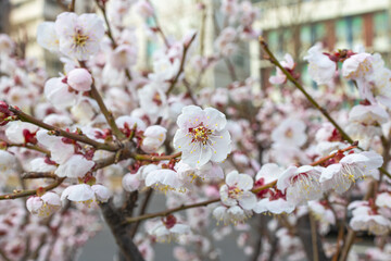 A small, pinkish flower