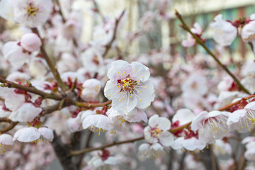 A small, pinkish flower