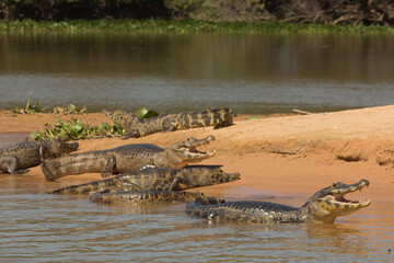 Brazilian Wildlife: Southern spectacled caimans bathing in the sun in the northern Pantanal in Mato...