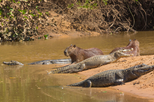A Capybara and some Caimans in the northern Pantanal in Mato Grosso, Brazil