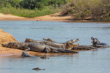 Brazilian Wildlife: Some Caimans bathing in the sun in the northern Pantanal, Mato Grosso, Brazil