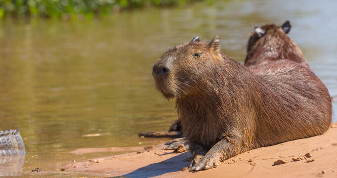 Capybara, the worlds largest rodent, lying on a sandy river bank in the Rio Sao Lourenco in the northern Pantanal in Mato Grosso, Brazil