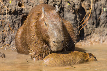 Close up of a Capybara with his little one taken from the Rio Sao Lourenco in the northern Pantanal in Mato Grosso, Brazil