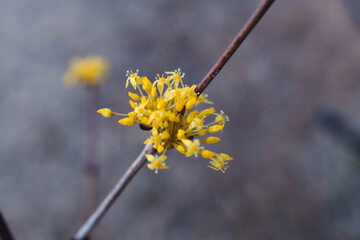 Small yellow flowers