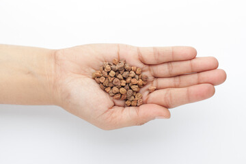 macro Close-up of Organic chana or chickpea (Cicer arietinum) or whole white Bengal gram dal on the palm of a Female hand. Top view