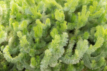 Adenanthos sericeus commonly known as woolly bush.