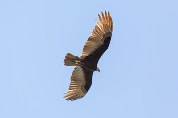 Flying Turkey Vulture (Cathartes aura) seen in the northern Pantanal in Mato Grosso, Brazil