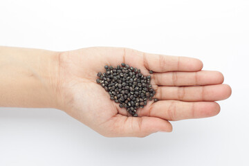 Macro Close-up of Organic Black Gram (Vigna mungo) or whole black urad on the palm of a Female hand. Top view