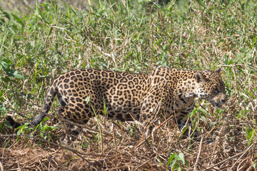 Hunting Jaguar in the Pantanal close to Porto Jofre in Mato Grosso, Brazil