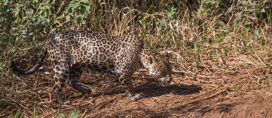 Hunting Jaguar in the Pantanal close to Porto Jofre in Mato Grosso, Brazil
