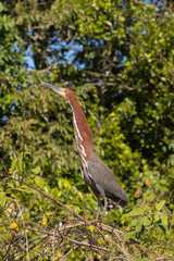 A Rufescent Tiger Heron (Tigrisoma lineatum) in natural habitat in the northern Pantanal in Mato Grosso, Brazil
