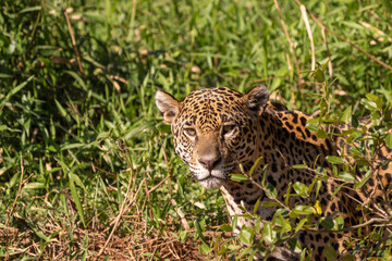 Close up of the head of a Jaguar in the Pantanal in Mato Grosso, Brazil