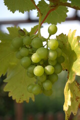 Grapevine with two leaves