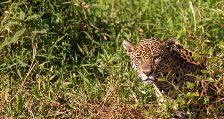 Jaguar looking straight into the camera in the Pantanal in Mato Grosso, Brazil