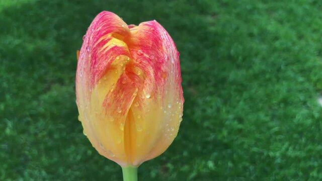 A fascinating video of a tulip that has color a transition (tulipa). Tulips were growing originally in Tian Shan Mountains and they were cultivated in Constantinople and they became the symbols of Ott