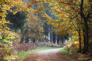 Fototapeta na wymiar Forest in autumn in Denmark