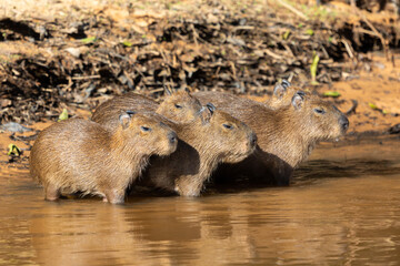 three young Capybaras in the Rio Sao Lourenco in the Pantanal in Mato Grosso, Brazil