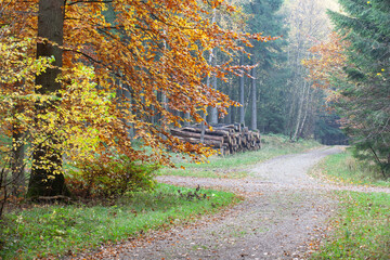 Forest in autumn in Denmark