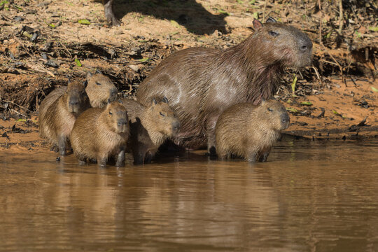 Family of Capybaras with four young ones and one adult in the Rio Sao Lourenco in the Pantanal in Mato Grosso, Brazil