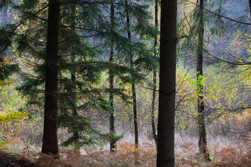 Fototapeta premium Forest in autumn in Denmark