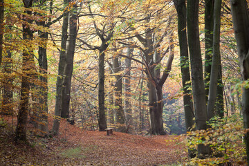 Forest in autumn in Denmark