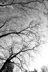 Silueta de ramas invernales en el parque antes del atardecer, fotografía en blanco y negro