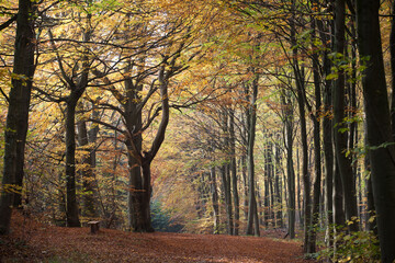 Fototapeta premium Forest in autumn in Denmark