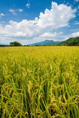 Large area rice crop field with mountains background under blue sky, Taiwan eastern.