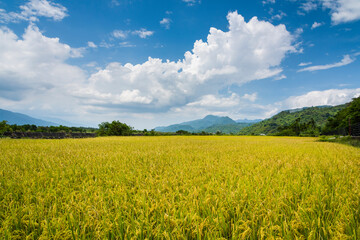A large area of rice fields with mountains background under the blue sky in Taitung, Taiwan.