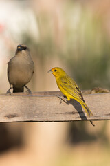 Brazilian Wildlife: Safron Finch (on the right) and Grayish Baywing (on the left) in the Pantanal in Mato Grosso, Brazil