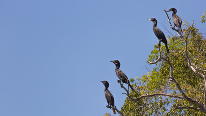 Group of Olivaceous Cormorants (Phalacrocorax brasilianus) sitting in a tree in the northern Pantanal in Mato Grosso, Brazil