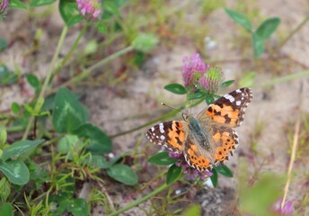 Top view of an orange Scarce tortoiseshell (Nymphalis xanthomelas) butterfly feeding on a trefoil flower nectar. Visible antennae and wings spread open. Macro, closeup, copy space.
