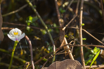 Brazilian wildflower: The white flower of the rare carnivorous plant Utricularia poconensis in natural habitat in the Pantanal, Mato Grosso, Brazil