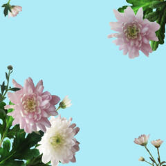Pink and white chrysanthemums on a blue background.