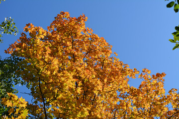 Golden leaves of maple tree on the background of clear blue sky. Beautiful autumn view.