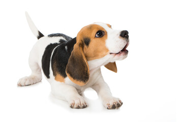 Barking beagle puppy isolated on white background - obrazy, fototapety, plakaty