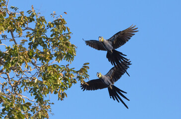 A pair of flying blue parrots (Hyacinth Macaw) in the Pantanal in Mato Grosso, Brazil