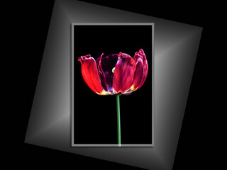 Beautiful Red tulip, canvas isolated on black background, interior decor mock up	