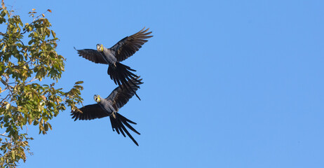 Birds in flight: Two Hyacinth macaws (Anodorhynchus hyacinthinus) in the Pantanal in Mato Grosso, Brazil