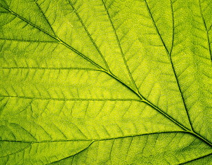 Naklejka na ściany i meble Organic ecology pattern. Macro leaf background