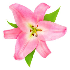Pink Lily flower isolated on white background. Beautiful tender Lilly.