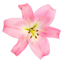 Pink Lily flower isolated on white background. Beautiful tender Lilly.
