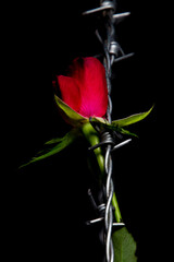 Red rose blossom and barbed wire isolated on black background, concept of love and pain