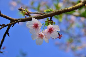 Kawazu cherry blossoms(Prunus lannesiana cv. Kawazu-zakura)
Blooming Kawazu cherry blossoms in Hsinchu, Taiwan.