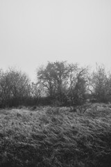 morning in the forest