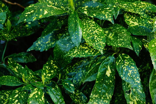 Japanese aucuba or Spotted Laurel plant, green and yellow leaves in this evergreen shrub