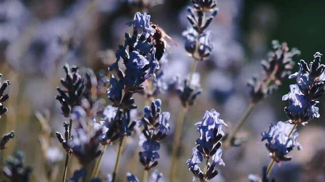 Bumble Bee Landing On Lavender. Lavender flowers close-up.